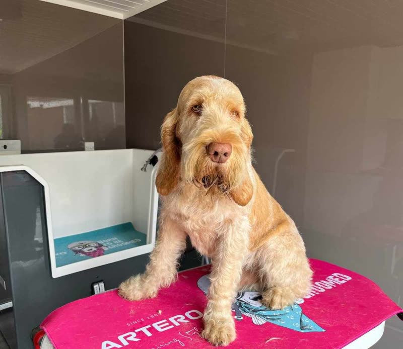 A freshly groomed apricot cockapoo on the pink grooming table at Waggin'Inn, with the bath and grooming station behind it