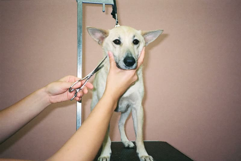 A dog having its face tidied with scissors on the grooming table
