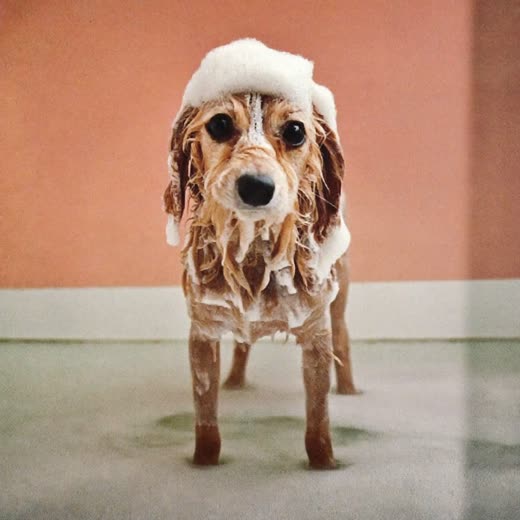 A dog being bathed and lathered during a groom