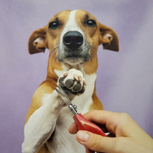A dog's nails being clipped