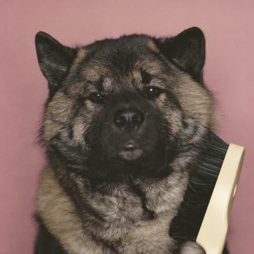 A thick-coated dog being brushed out